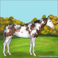 Horse Color:White Spotted Bay Splash Rabicano 