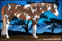 Horse Color:White Spotted Liver Chestnut Splash 