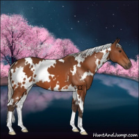 Horse Color:White Spotted Silver Bay 