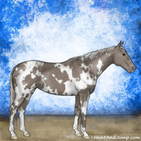 Horse Color:White Spotted Silver Grullo Appaloosa 