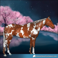 Horse Color:White Spotted Silver Bay 
