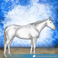 Horse Color:White Spotted Bay Dun Splash Varnish 
