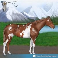 Horse Color:White Spotted Chestnut Tobiano 