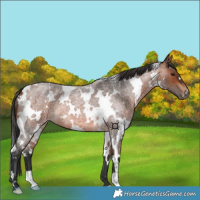 Horse Color:White Spotted Bay Roan 