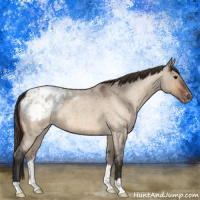 Horse Color:Bay Roan Dun Appaloosa
