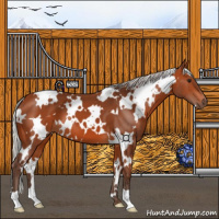 Horse Color:White Spotted Silver Bay 