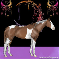 Horse Color:Chestnut Splash Tobiano 
