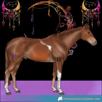 Horse Color:Chestnut Tobiano