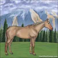 Horse Color:Red Dun 