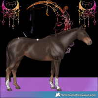 Horse Color:Liver Chestnut Tobiano 