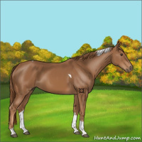 Horse Color:Chestnut Tobiano
