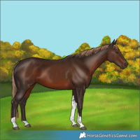 Horse Color:Liver Chestnut Tobiano