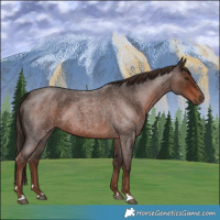 Horse Color:Liver Red Roan 