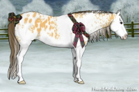 Horse Color:White Spotted Buckskin Splash Appaloosa 