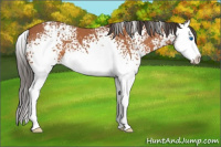 Horse Color:White Spotted Bay Splash
