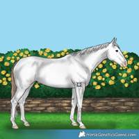 Horse Color:Bay Dun Appaloosa 