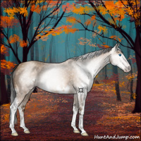 Horse Color:Gray Amber Champagne Splash 
