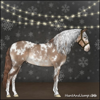 Horse Color:White Spotted Liver Red Dun Sabino Rabicano 