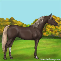 Horse Color:Liver Chestnut 