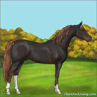 Horse Color:Liver Chestnut 
