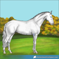 Horse Color:Gray Watercolor Black Splash Tobiano Appaloosa 