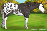 Horse Color:Smoky Black Splash Appaloosa 