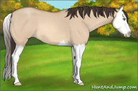 Horse Color:Amber Champagne Roan Dun Splash