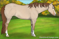 Horse Color:Red Dun Sabino