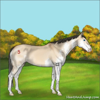 Horse Color:Bay Dun Splash 