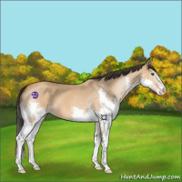 Horse Color:Bay Dun Splash 