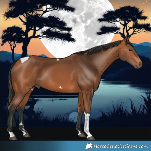 Horse Color:Bay Tobiano