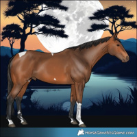 Horse Color:Bay Tobiano 