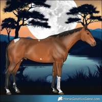 Horse Color:Bay Tobiano 