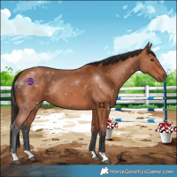 Horse Color:Bay 