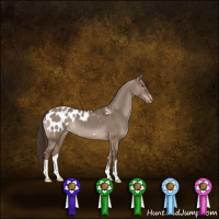 Horse Color:Liver Red Dun Appaloosa Brindle 