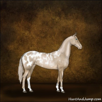 Horse Color:Chocolate Palomino Pearl Appaloosa 
