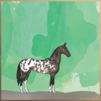 Horse Color:Brown Dun Near Leopard Brindle