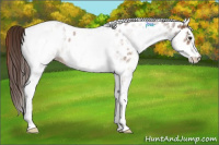 Horse Color:White Spotted Liver Chestnut Appaloosa