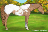 Horse Color:Chestnut Snowcap Rabicano 