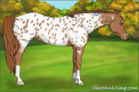 Horse Color:Chestnut Appaloosa