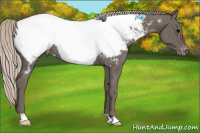 Horse Color:Silver Black Appaloosa Rabicano 