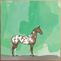 Horse Color:Silver Smoky Grullo Sabino Appaloosa Brindle 