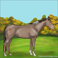 Horse Color:Classic Champagne Tobiano 