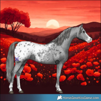 Horse Color:Black Sabino Appaloosa Rabicano 