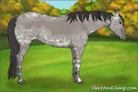 Horse Color:Grullo Ice Appaloosa 