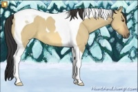 Horse Color:Buckskin Dun Tobiano 