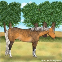 Horse Color:Silver Buckskin 