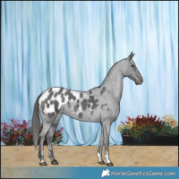 Horse Color:Blue Roan Sabino Appaloosa 