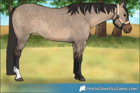 Horse Color:Brown Dun 