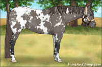 Horse Color:White Spotted Grullo Appaloosa 